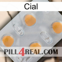 Cial 24